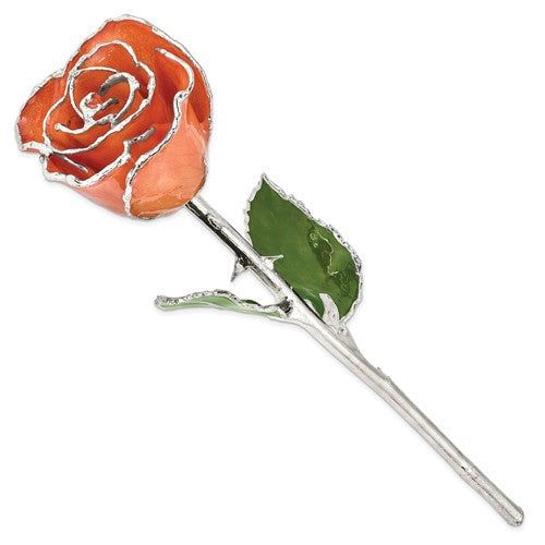 Orange Lacquer Dipped Silver Trimmed Real Rose GM16754