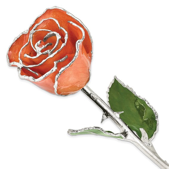 Orange Lacquer Dipped Silver Trimmed Real Rose GM16754